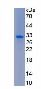 Recombinant HLA Class II Histocompatibility Antigen, DRB1 Beta Chain (HLA-DRB1)