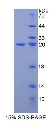 Recombinant Glial Cell Line Derived Neurotrophic Factor Receptor Alpha 2 (GFRa2)