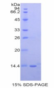 Recombinant Neuregulin 2 (NRG2)