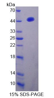 Recombinant Interferon Regulatory Factor 2 (IRF2)