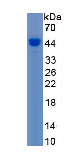 Recombinant Interferon Regulatory Factor 2 (IRF2)