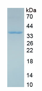 Recombinant C-Met (MET)