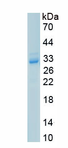 Recombinant C-Met (MET)