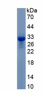 Recombinant Erb-b2 Receptor Tyrosine Kinase 4 (ErbB4)