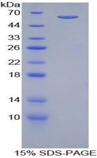 RPC189Hu01.jpg