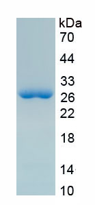 RPC203Hu01.jpg