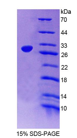 RPC208Ra01.jpg