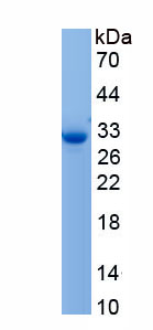 Recombinant Lymphoid Enhancer Binding Factor 1 (LEF1)