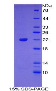 Recombinant Bleomycin Hydrolase (BLMH)