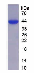 Recombinant Occludin (OCLN)