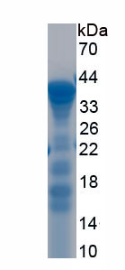 RPC243Mu01.jpg