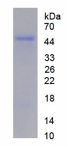 Recombinant Death Associated Protein 6 (DAP6)