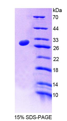 RPC263Hu01.jpg