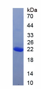 Recombinant Ionized Calcium-binding Adapter Molecule 1 (IBA1)