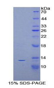Recombinant Allograft inflammatory factor 1 (AIF1)