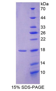 Recombinant Allograft inflammatory factor 1 (AIF1)