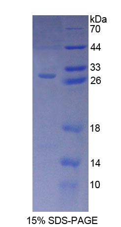 RPC289Hu01.jpg