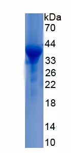RPC297Hu01.jpg