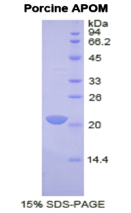 Recombinant Apolipoprotein M (APOM)