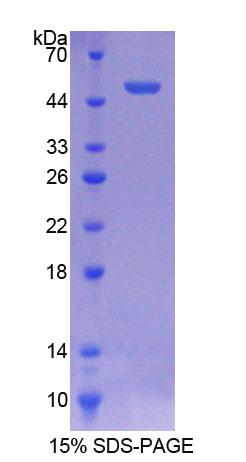 Recombinant Activating Transcription Factor 3 (ATF3)