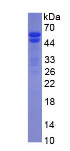 Recombinant Nuclear Mitotic Apparatus Protein 1 (NUMA1)