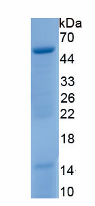 Recombinant Nuclear Mitotic Apparatus Protein 1 (NUMA1)