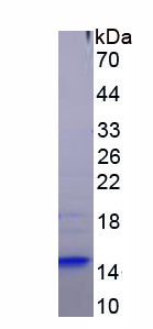 Recombinant Bcl2 Associated Athanogene 3 (BAG3)