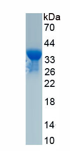 Recombinant Bcl2 Associated Death Promoter (BAD)