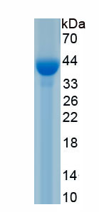 Recombinant Bcl2 Associated Death Promoter (BAD)