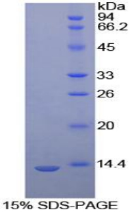 Recombinant Caspase 6 (CASP6)