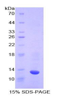 Recombinant Caspase 6 (CASP6)