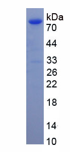 Recombinant Heat Shock 70kDa Protein 5 (HSPA5)