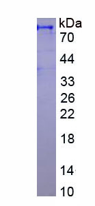 Recombinant Heat Shock 70kDa Protein 5 (HSPA5)