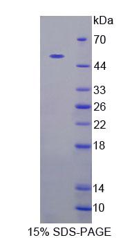 Recombinant Calcium Dependent Secretion Activator (CADPS)