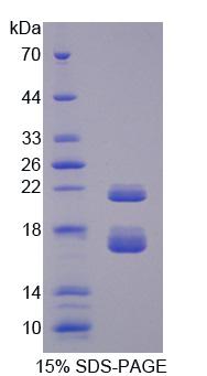 Recombinant Chibby Homolog 1 (CBY1)