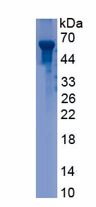 Recombinant Caudal Type Homeobox 2 (CDX2)