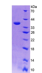 Recombinant Cytokine Inducible SH2 Containing Protein (CISH)