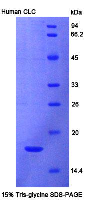 RPC387Hu01.jpg