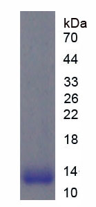 RPC389Hu01.jpg