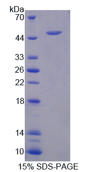 Recombinant Carboxypeptidase A3 (CPA3)