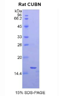 RPC411Ra02.jpg