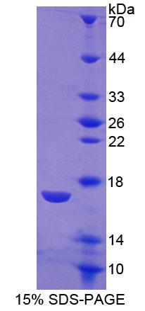 RPC413Ra01.jpg