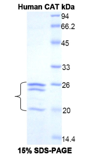 Recombinant Catalase (CAT)