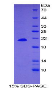 Recombinant Dermatopontin (DPT)