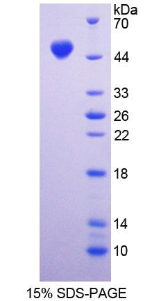 RPC448Mu01.jpg