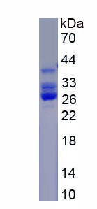 RPC452Mu01.jpg