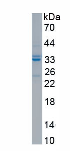 Recombinant Endonuclease G, Mitochondrial (ENDOG)