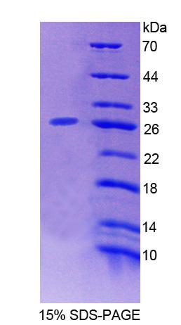 RPC458Mu01.jpg