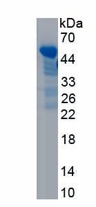 Recombinant Endothelial Cell Specific Molecule 1 (ESM1)