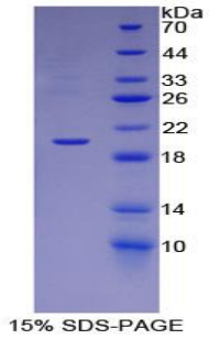 Recombinant Endothelial Cell Specific Molecule 1 (ESM1)